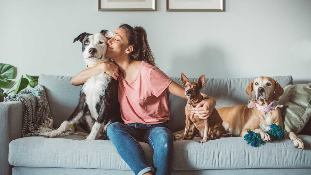 Pets